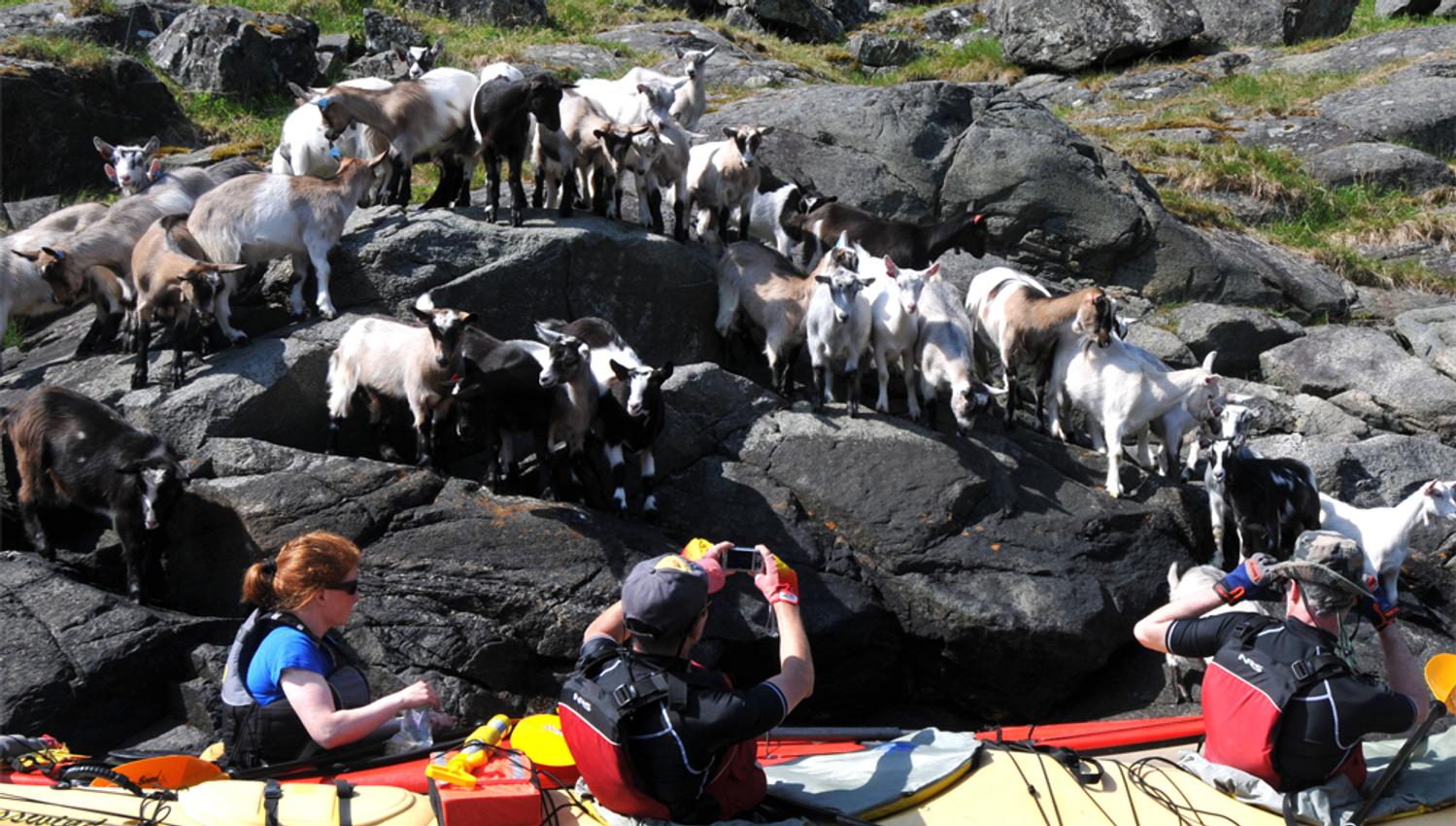 Utleige av kajakk, Flåm