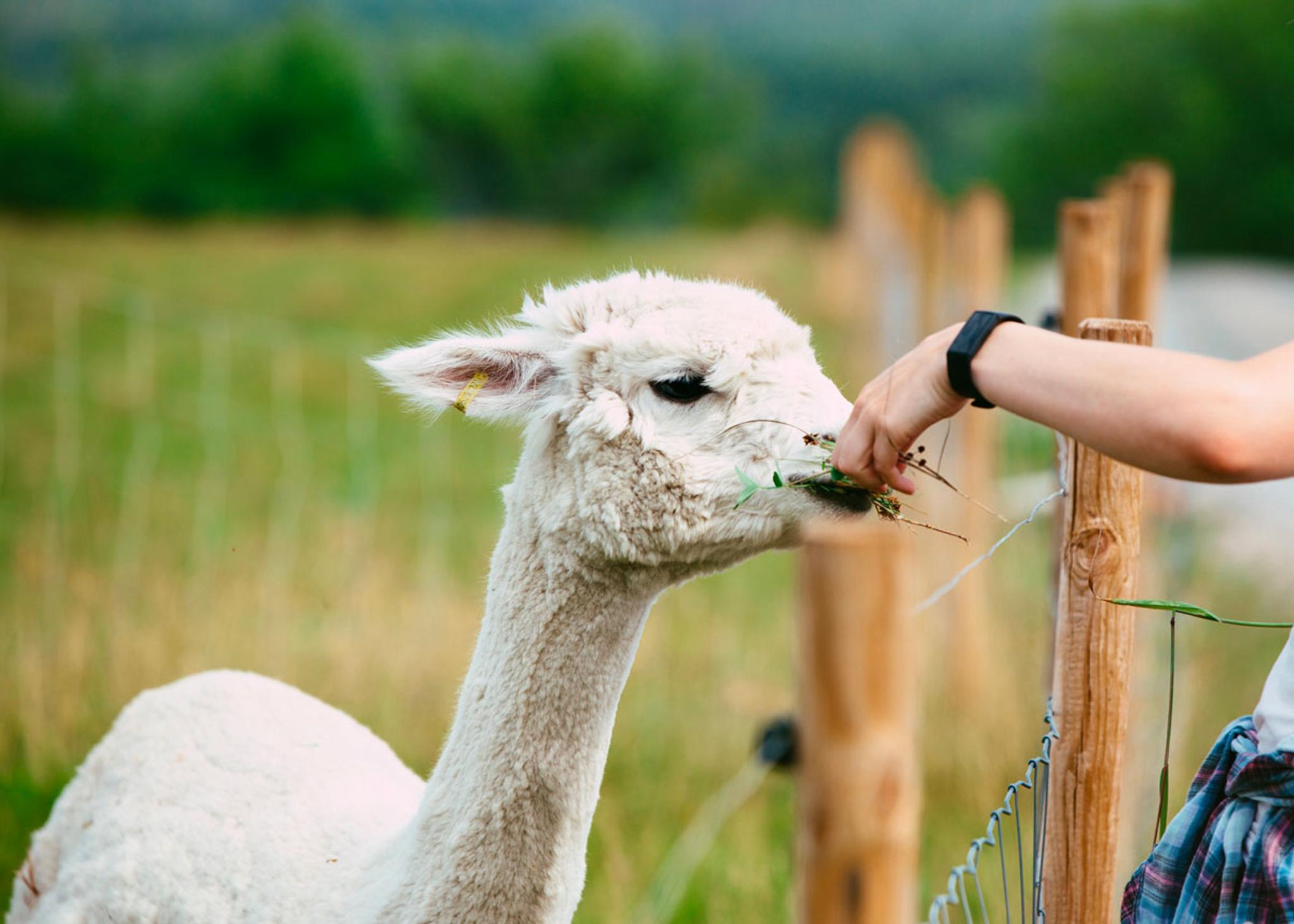 Alpaca at Svenseid Alpaca in Lunde