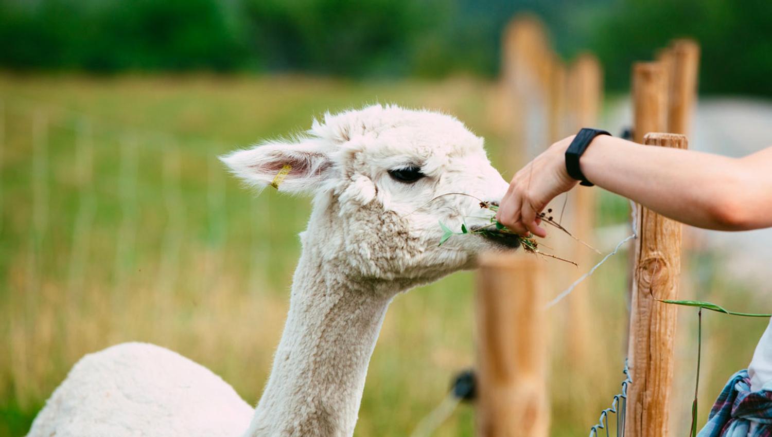 Alpakka hos Svenseid Alpakka i Lunde