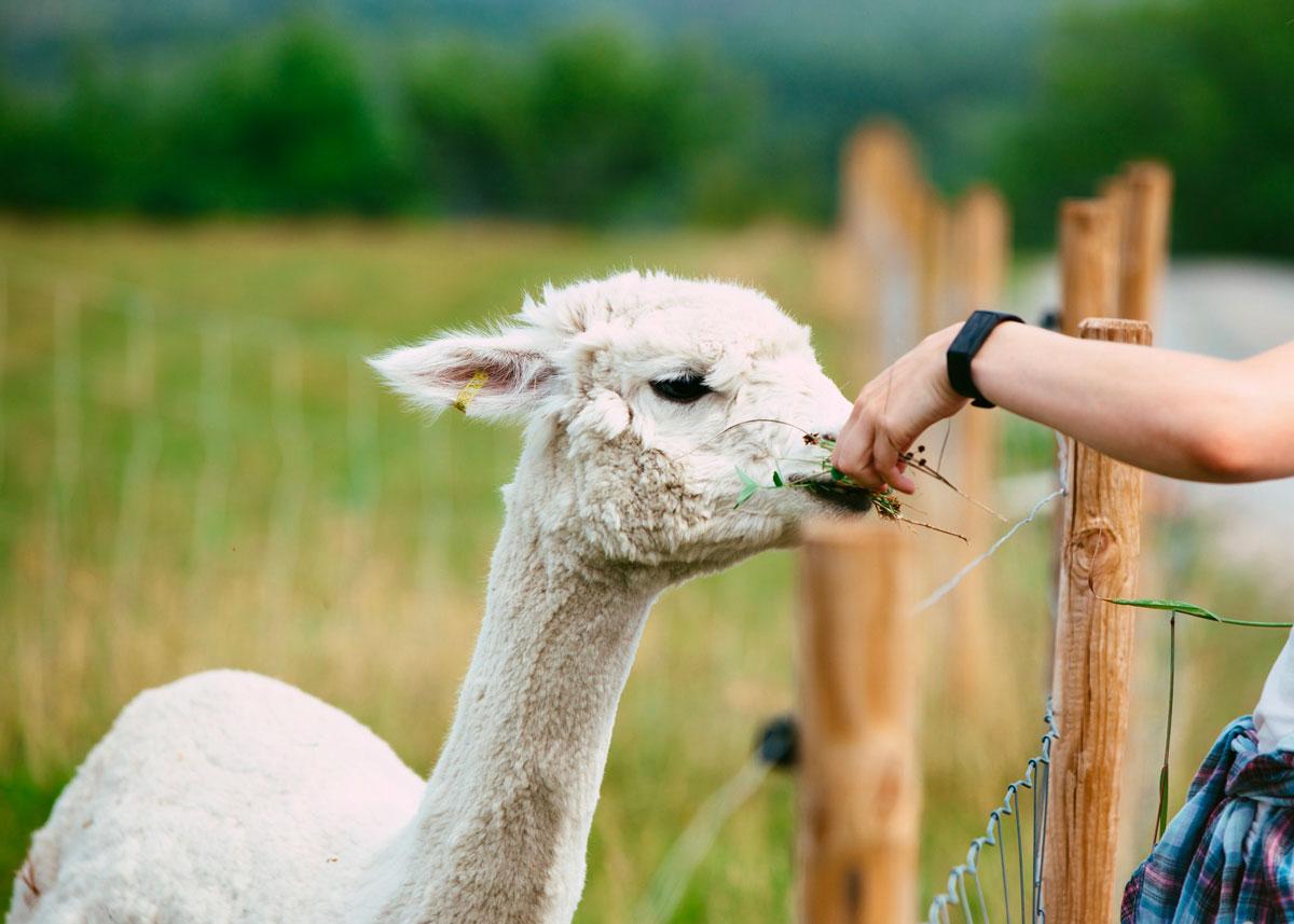 Alpaca at Svenseid Alpaca in Lunde
