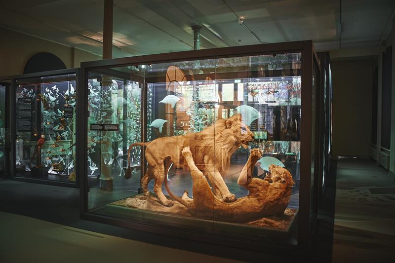 Universitetsmuseet i Bergen