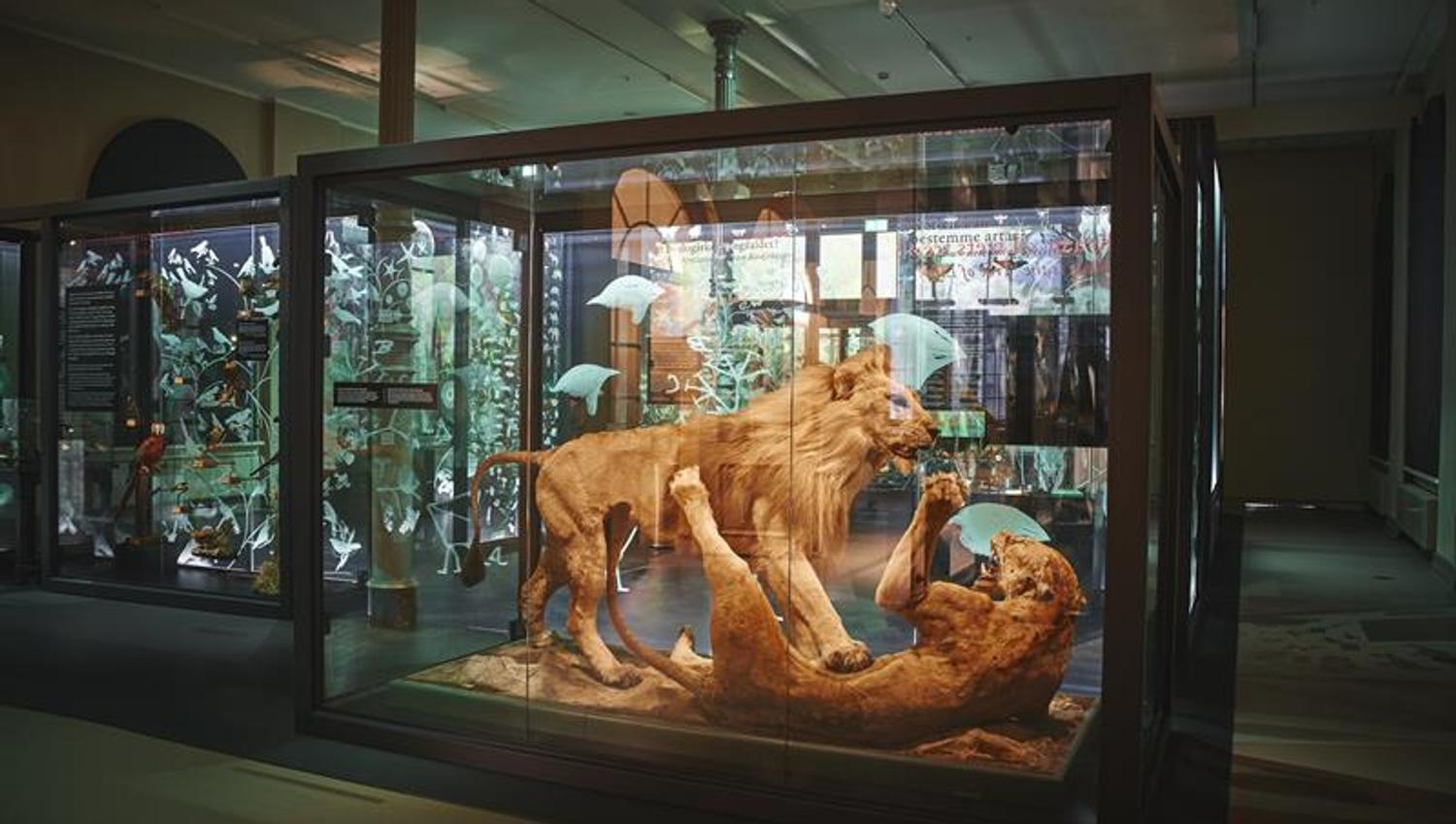 Universitetsmuseet i Bergen