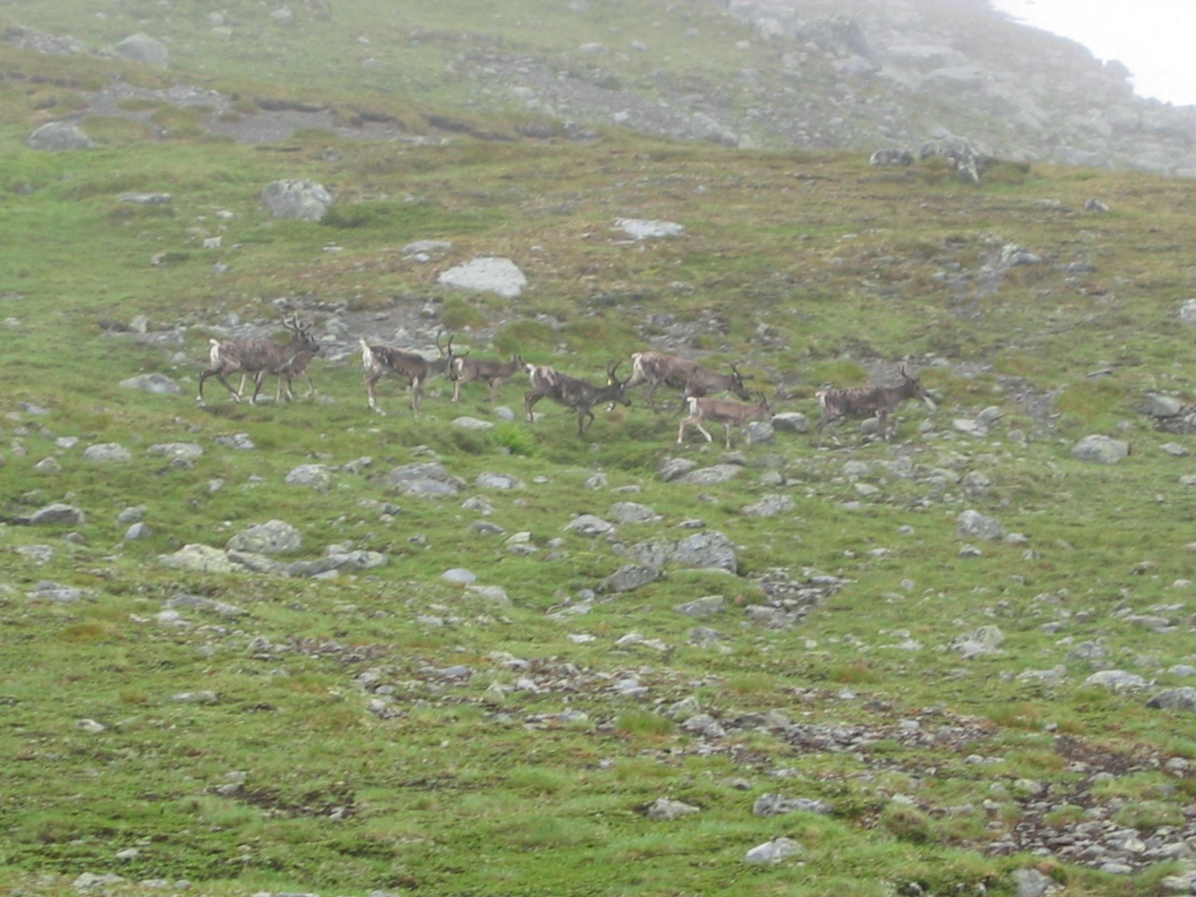 Reindeer_in_Jotunheimen[1].jpg