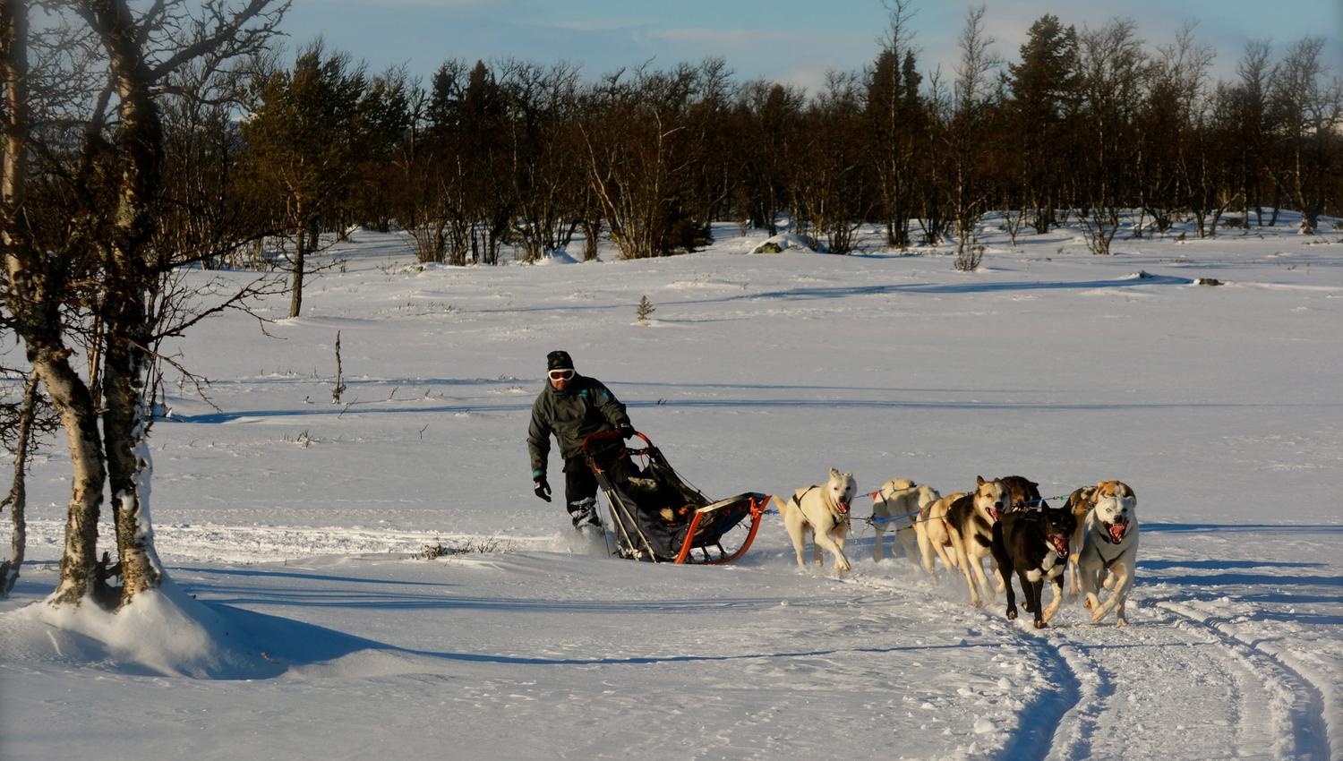 Hundekjøring