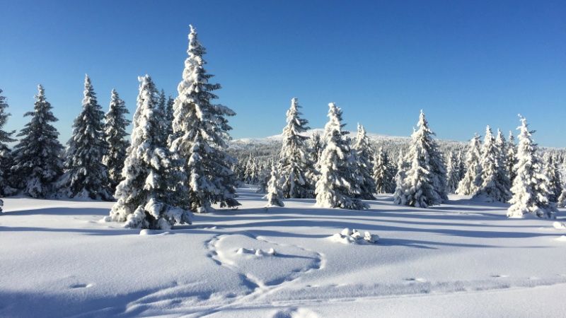 Winter Wonderland