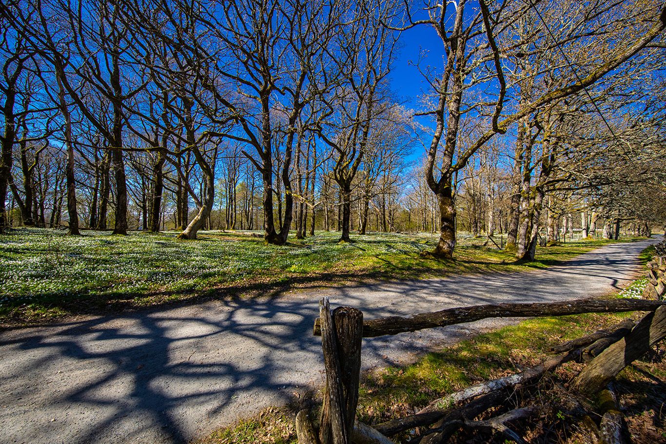 Hvitveisblomstring Jomfruland