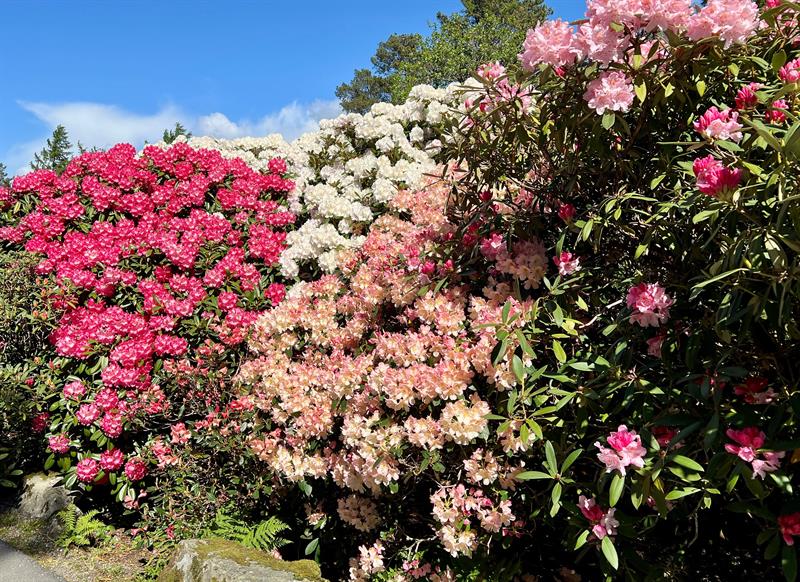Rhododendron kultivarsamlingen Arboretet