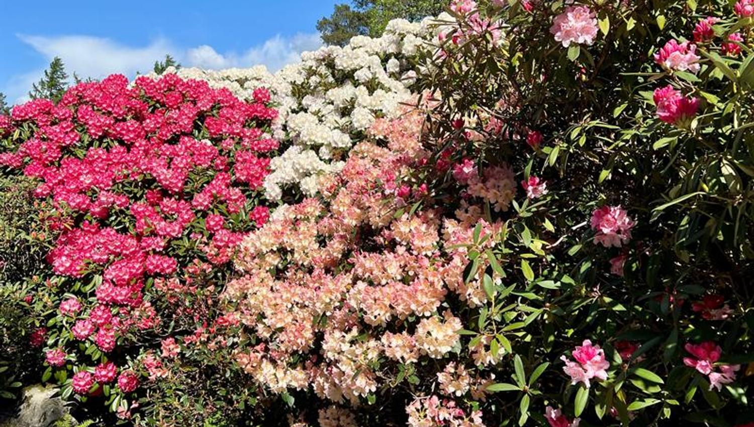 Rhododendron kultivarsamlingen Arboretet