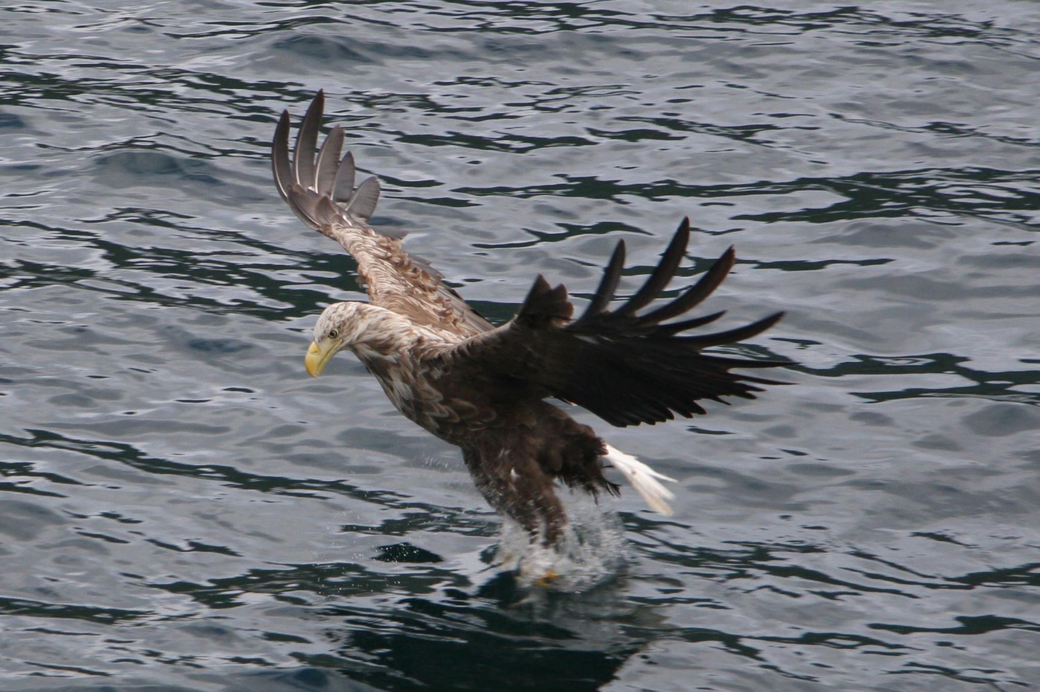 Lofoten Charterboot/Trollfjordcruise