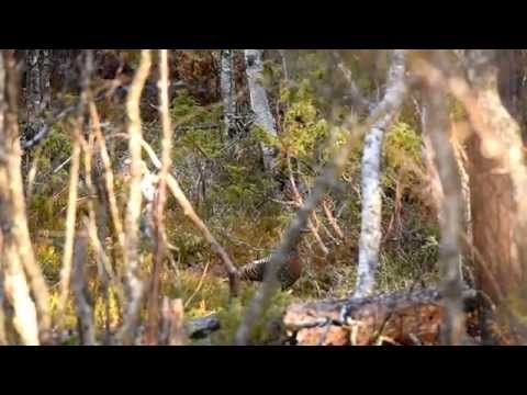 Capercaillie display (tetrao urogallus)