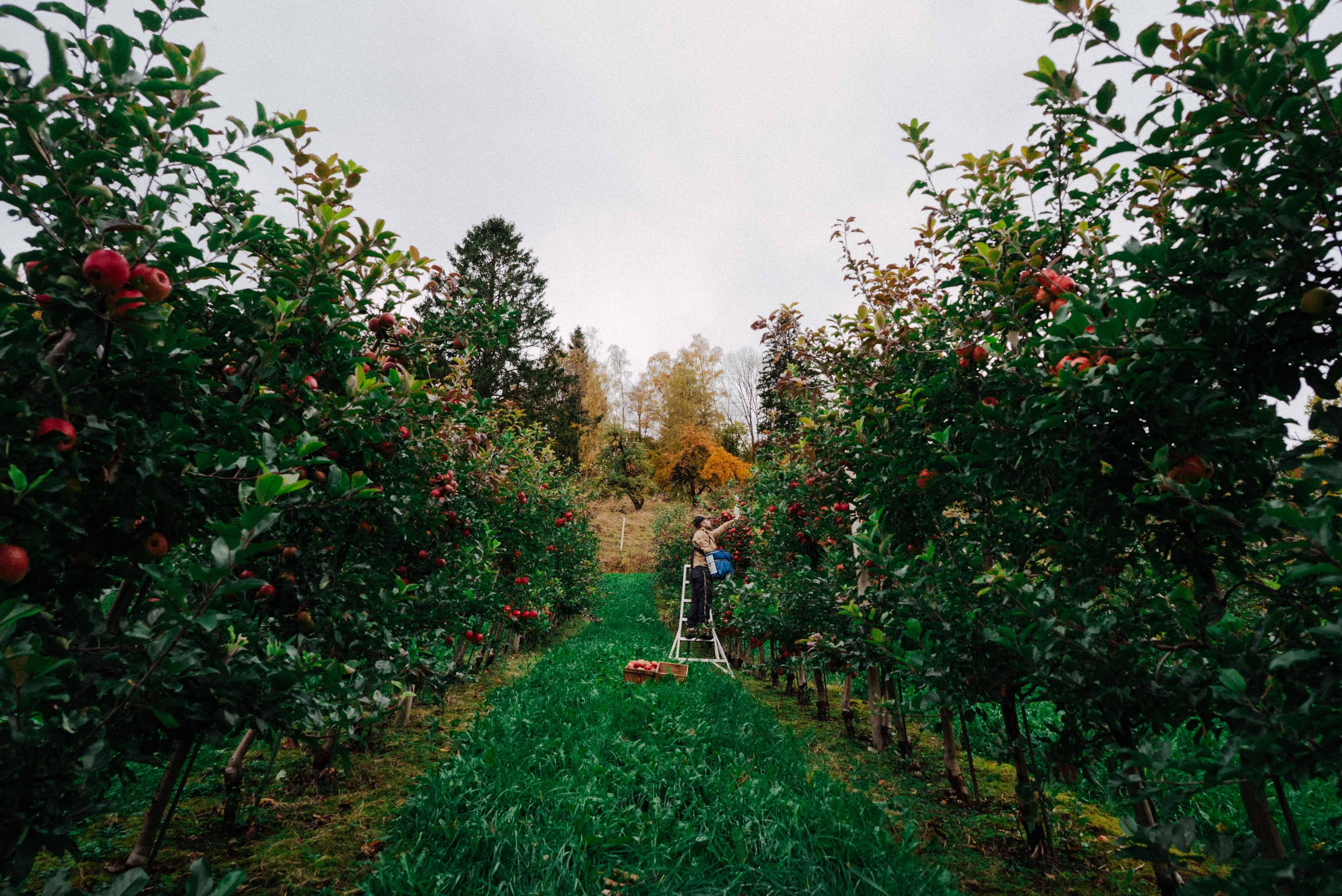 Eplehage på Syse Gard, der modne epler blir hausta for å laga lokale produkt.