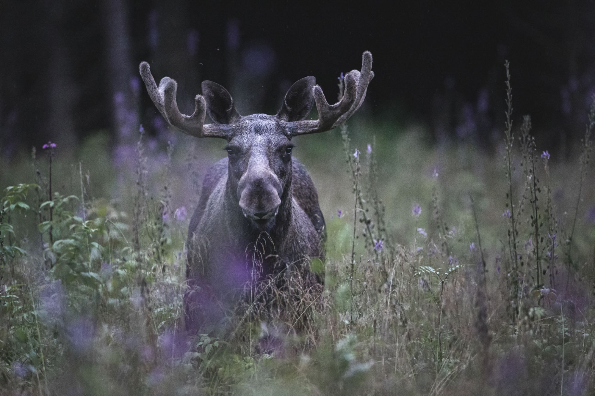 Elgsafari: Møt skogens konge!