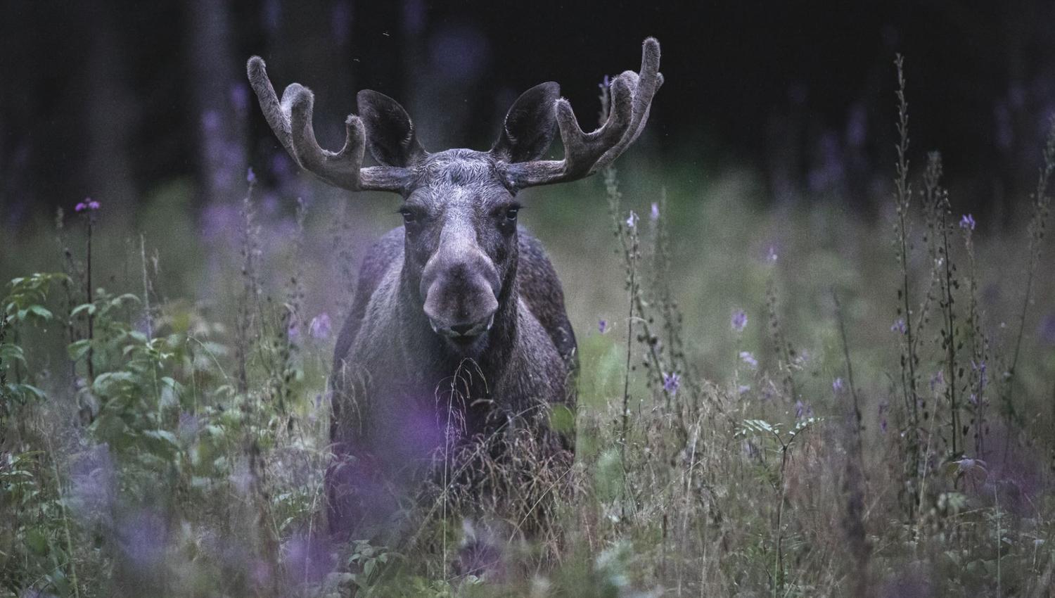 Elgsafari: Møt skogens konge!