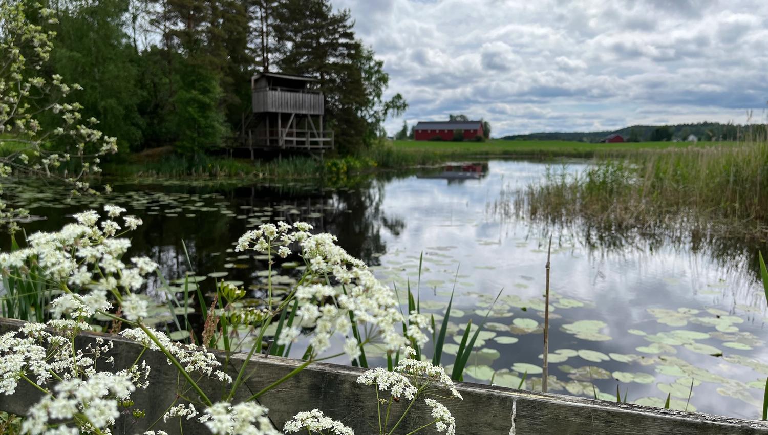 Bird watching tower by Gjølsjøen