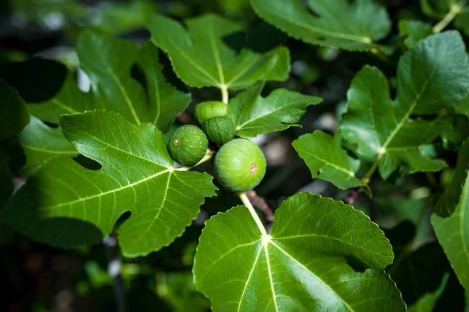 Fikentre i Botanisk hage, Oslo