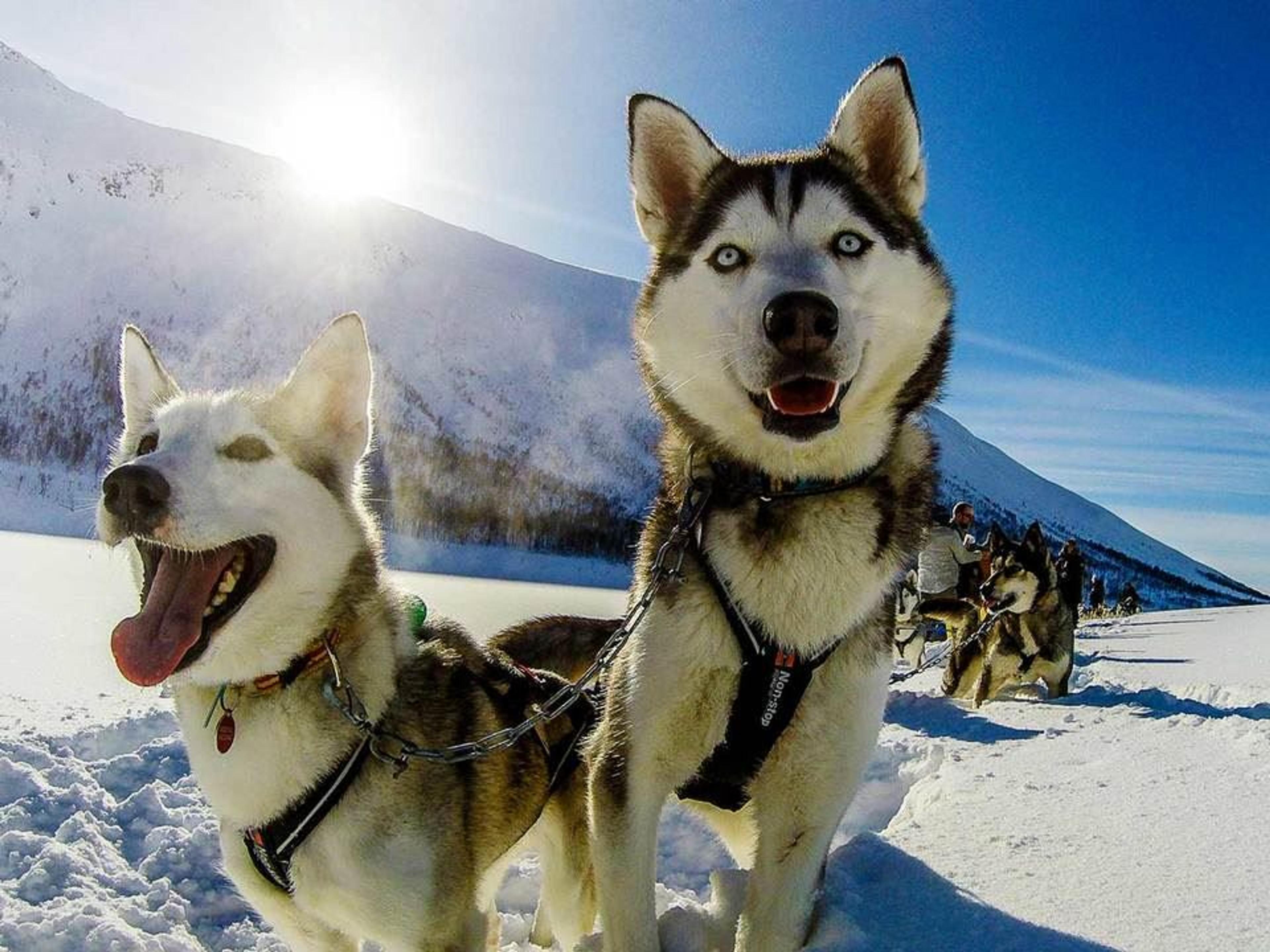Senja Husky Adventure