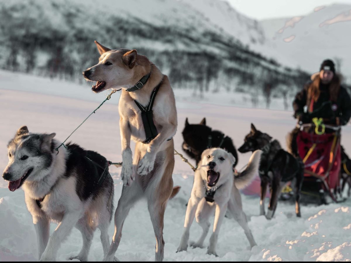 Dogs pulling the sled