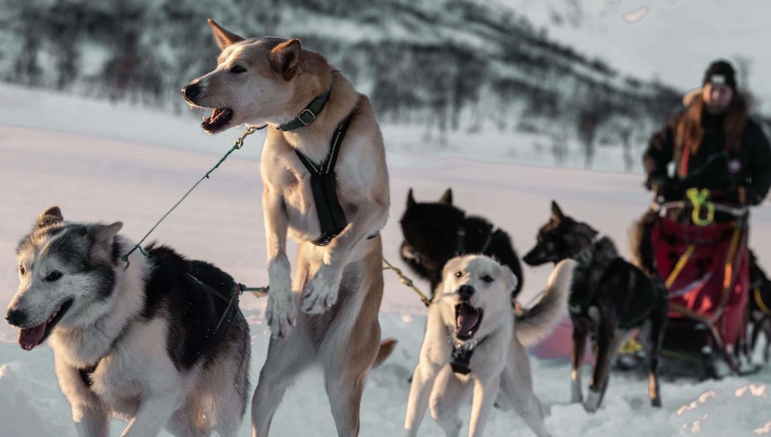 Dogs pulling the sled