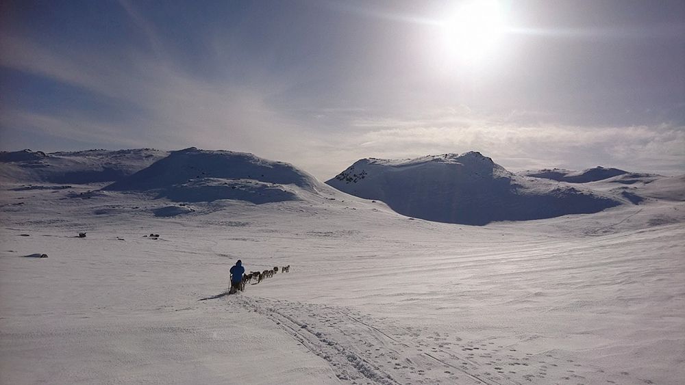 hunder og slede fra Telemark Husky om vinteren