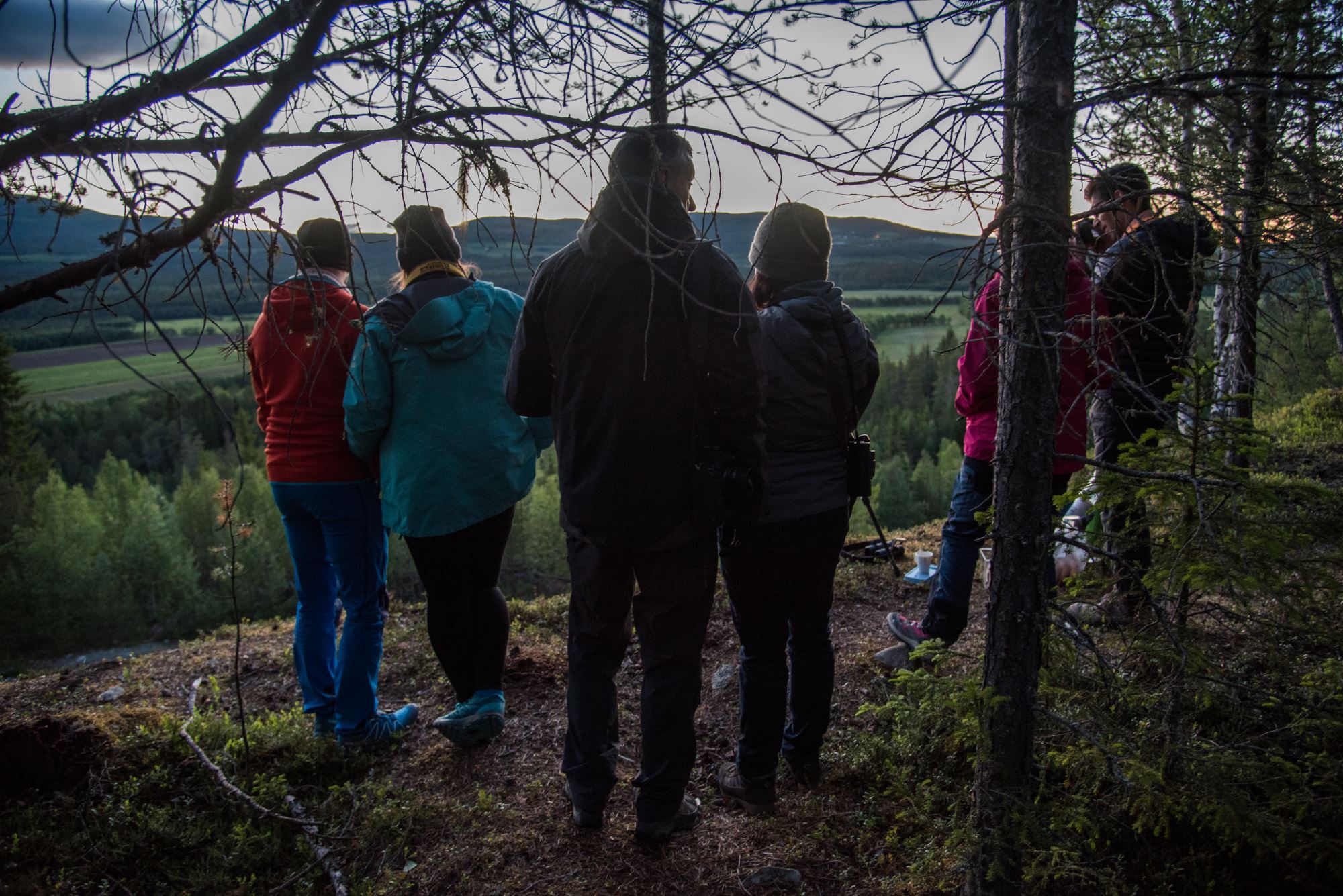 Elgsafari: Møt skogens konge!