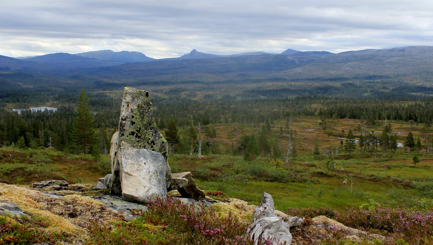 Hallbufjellet mountain - the trail between Gressåmoen and Omlisetra Summer mountain farm