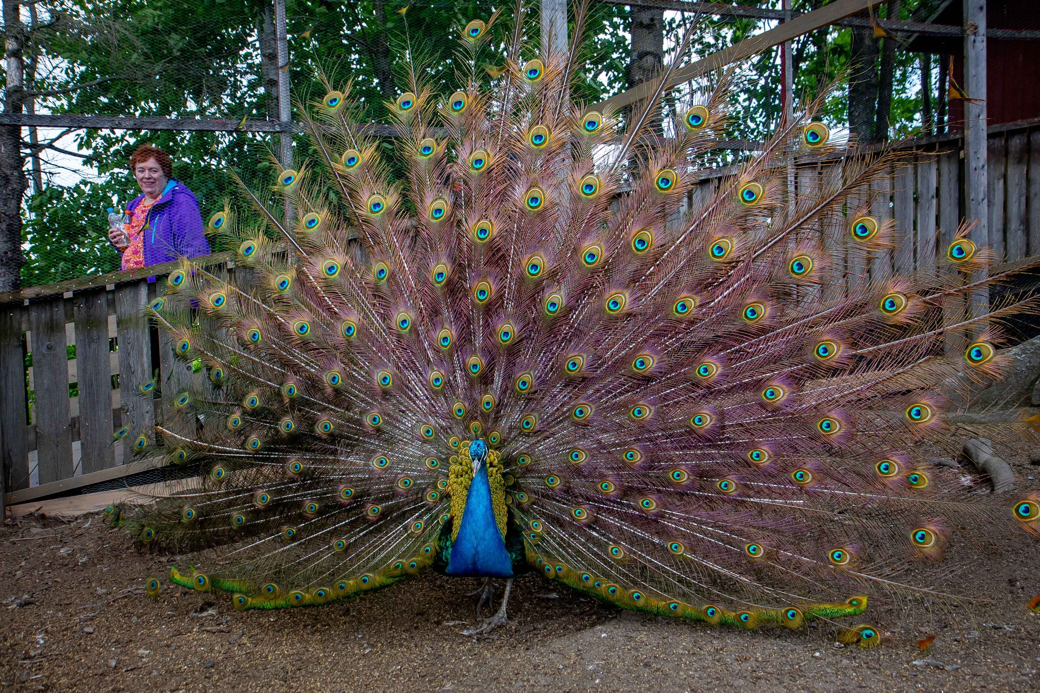 Peacock