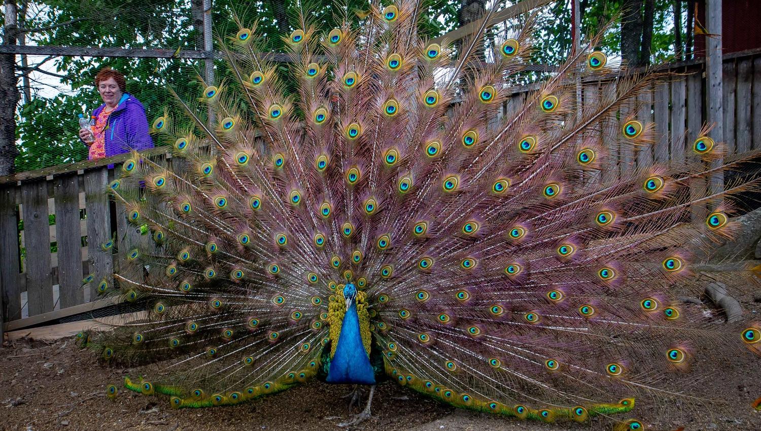 Peacock