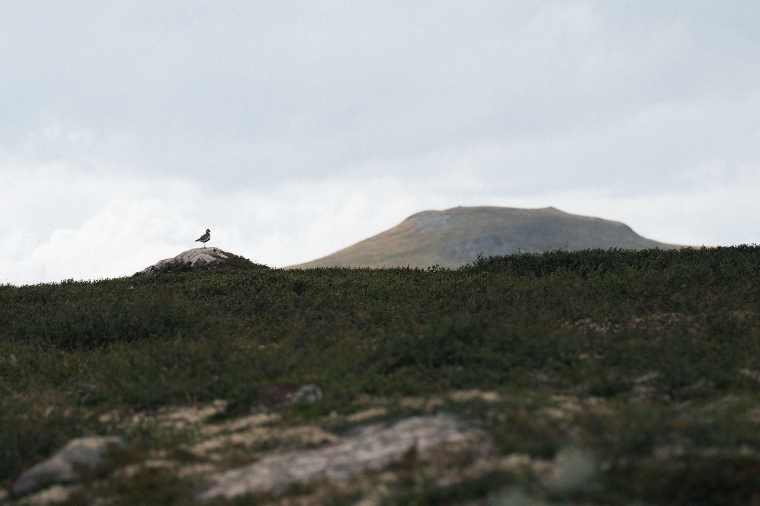 Hardangervidda x Yrjan Olsnes 2021-08336