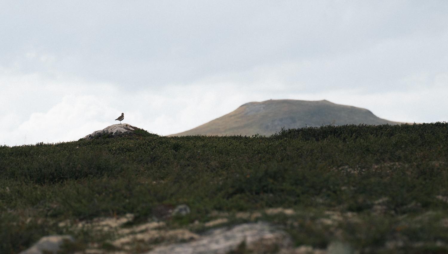 Hardangervidda x Yrjan Olsnes 2021-08336
