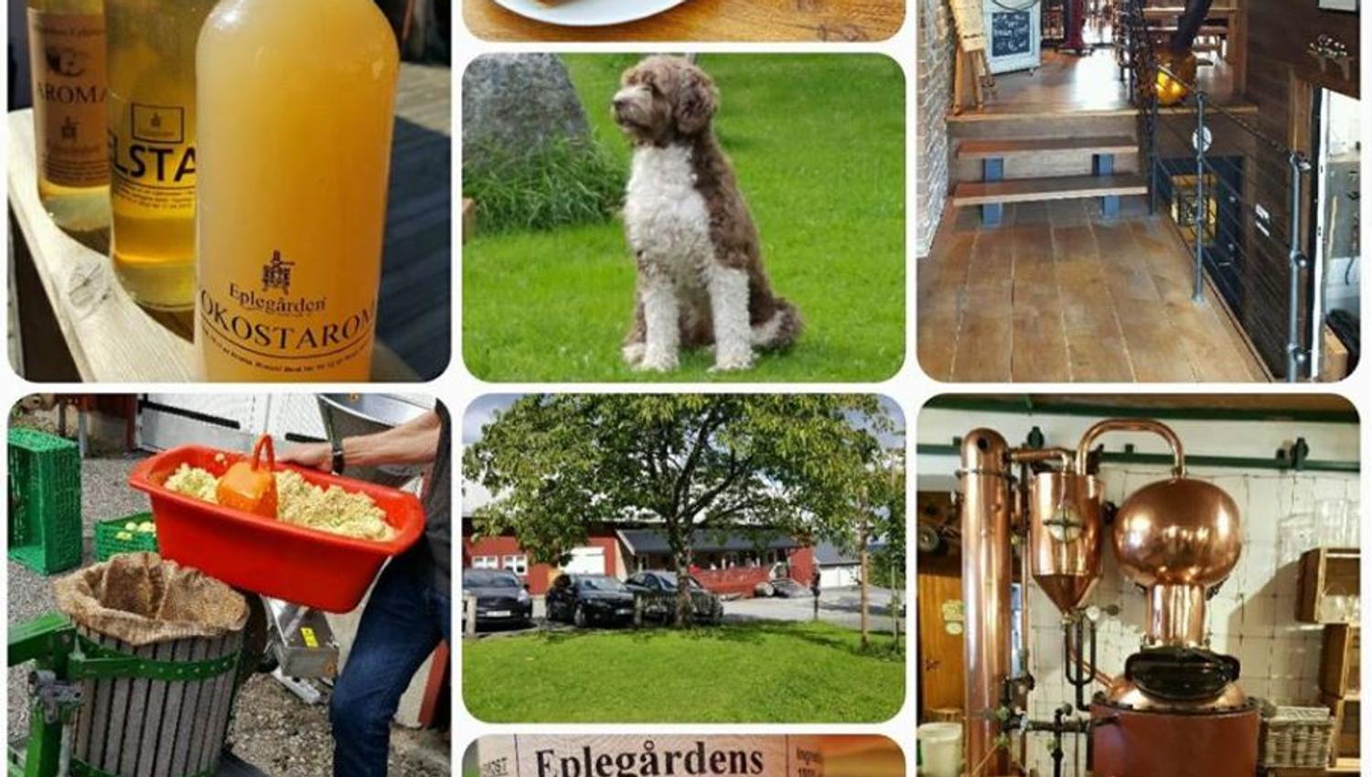 Picture collage of apple events