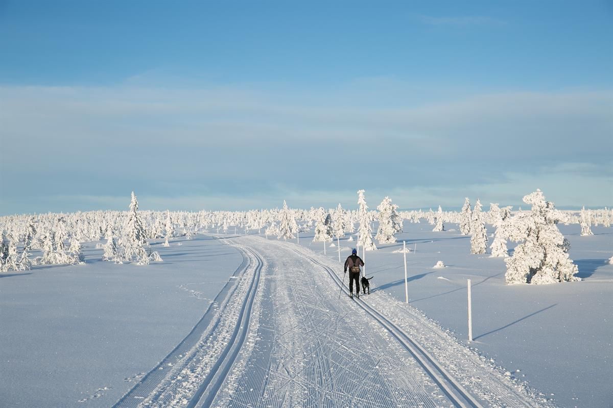 En person går på ski med en hund i et åpent, snødekt landskap på Hedmarksvidda under klar blå himmel.