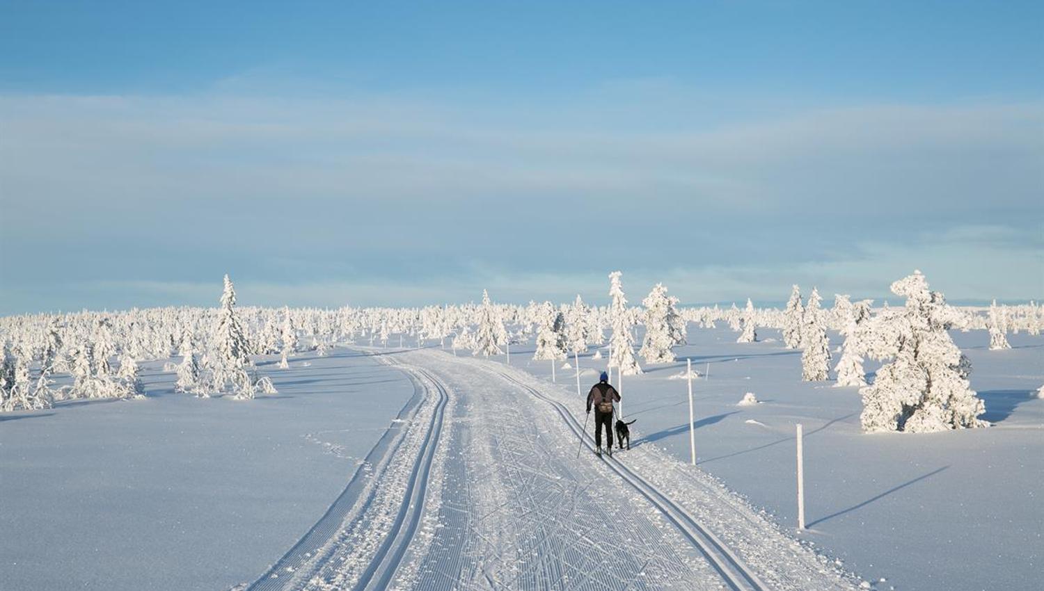 En person går på ski med en hund i et åpent, snødekt landskap på Hedmarksvidda under klar blå himmel.