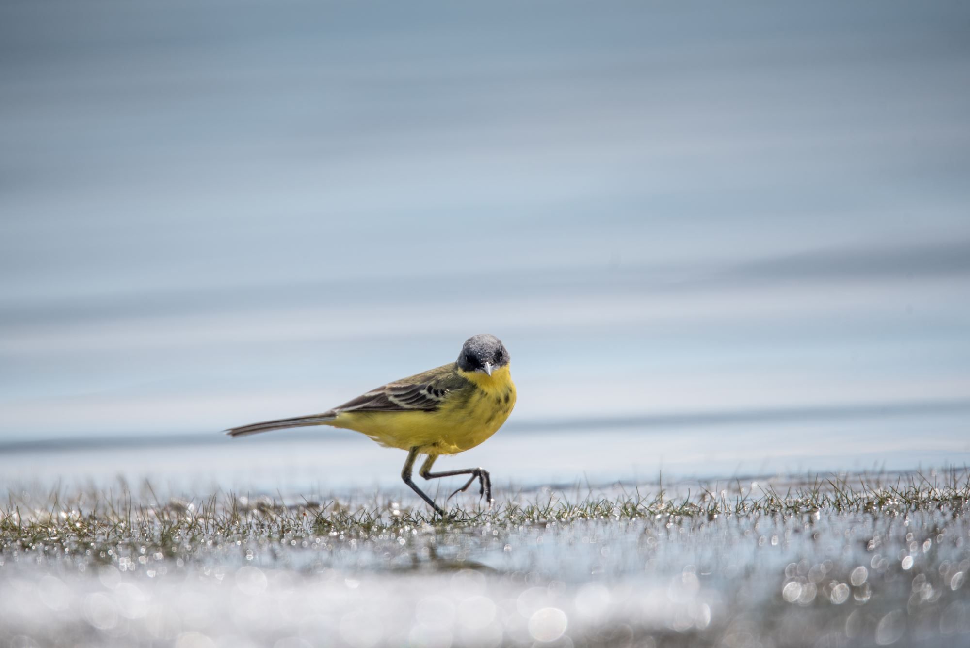Bird watching with guide
