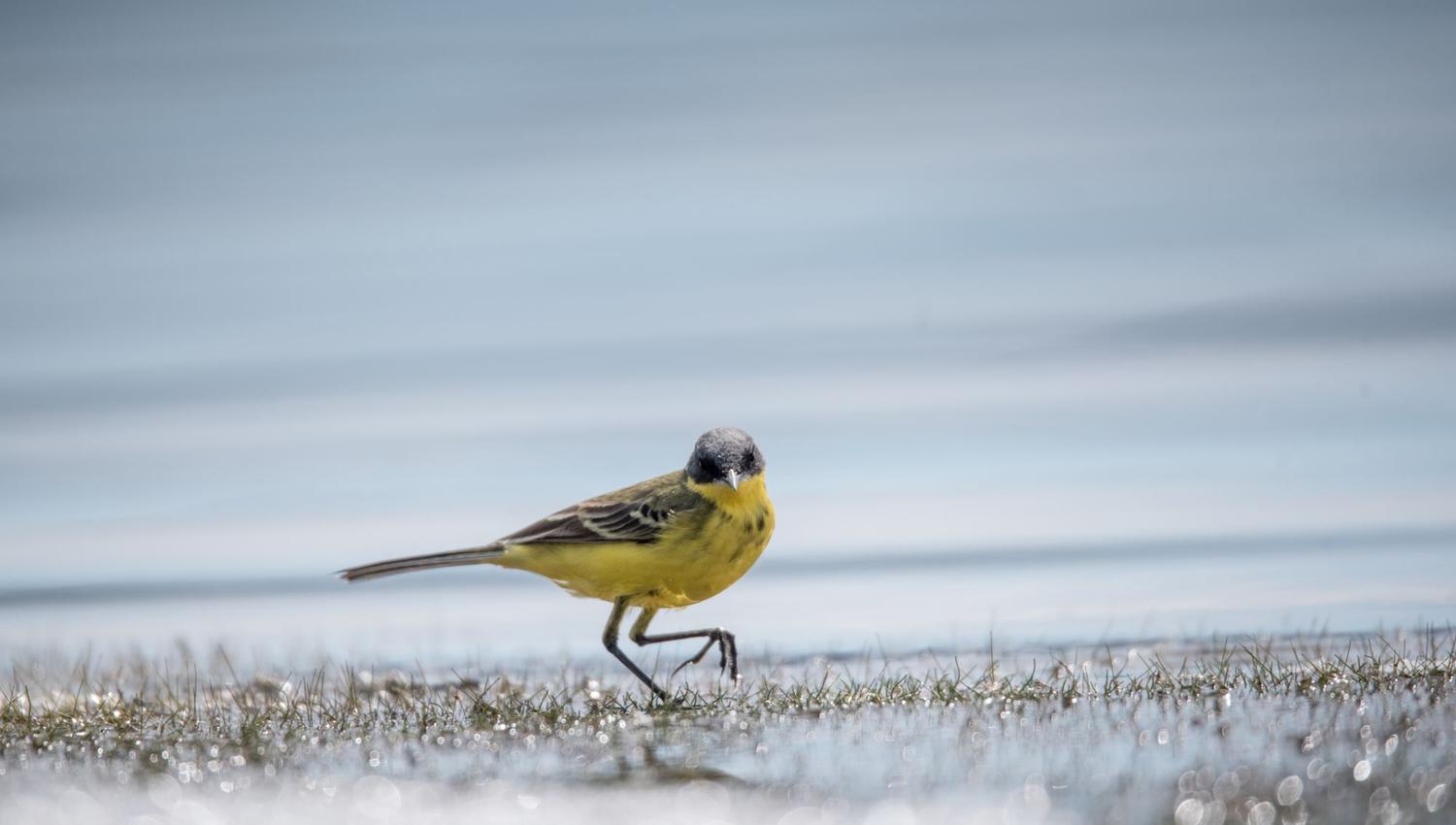 Bird watching with guide