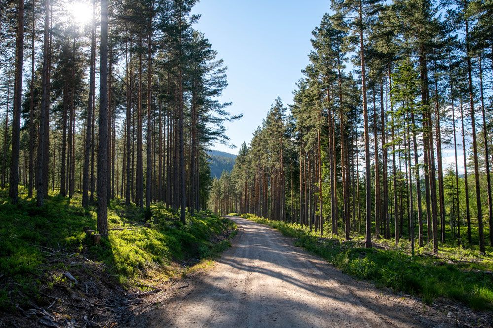 sykkelvei kulturrunden går gjennom skogen i Drangedal