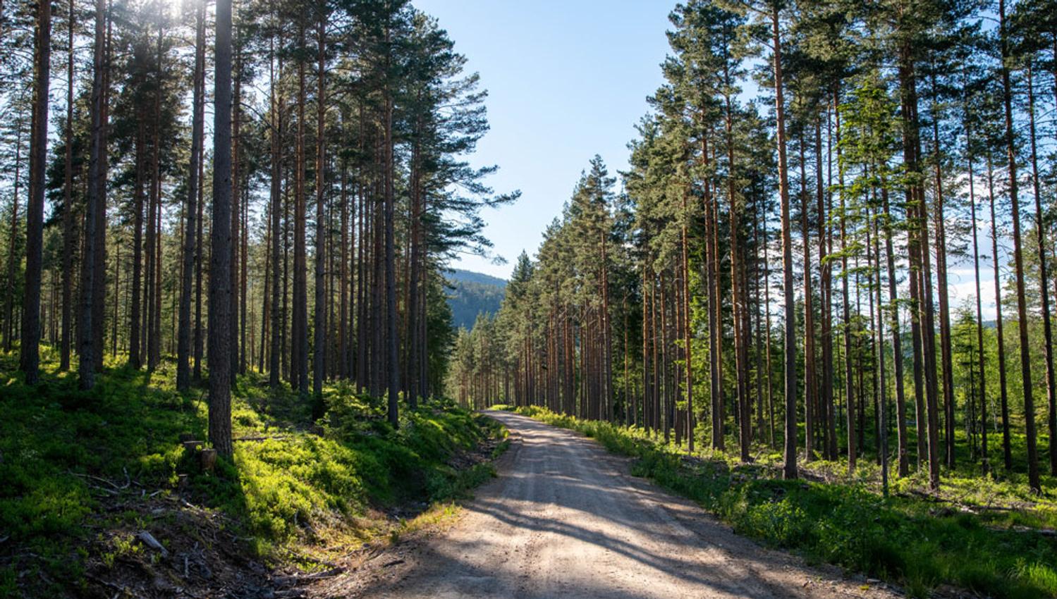 sykkelvei kulturrunden går gjennom skogen i Drangedal