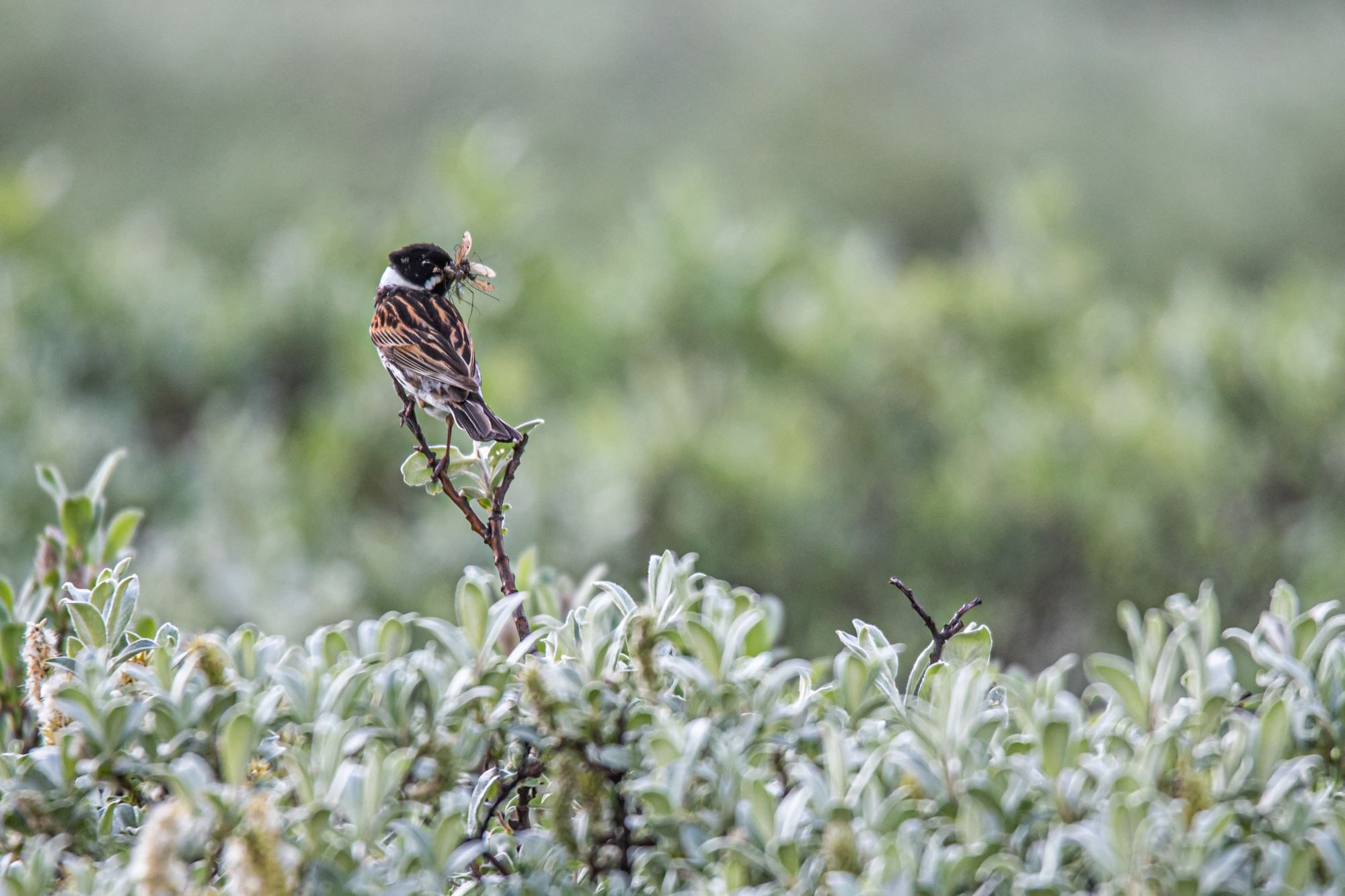 Bird watching with guide
