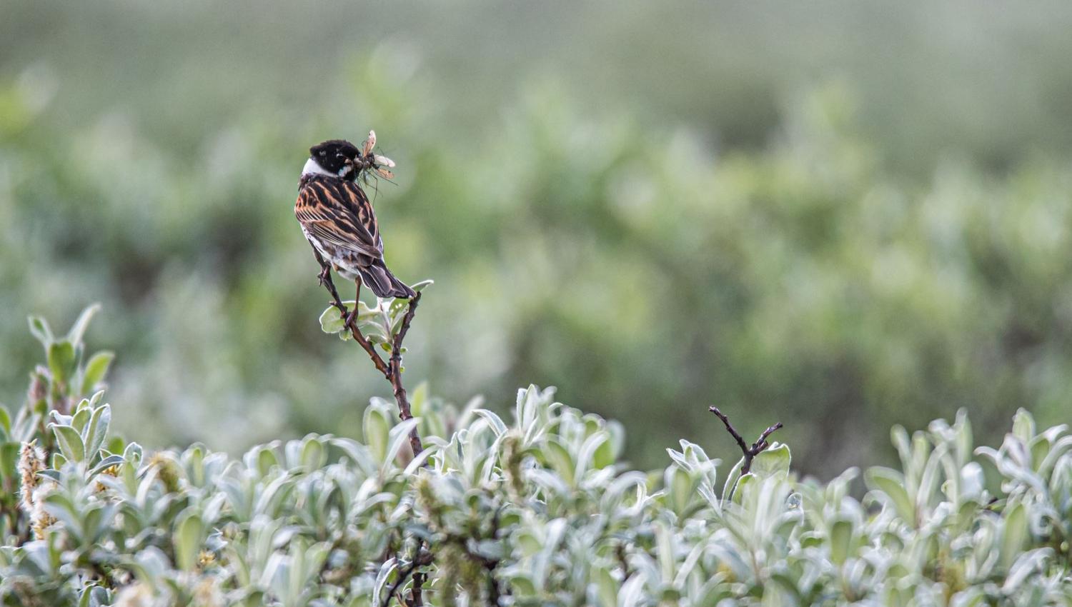 Bird watching with guide