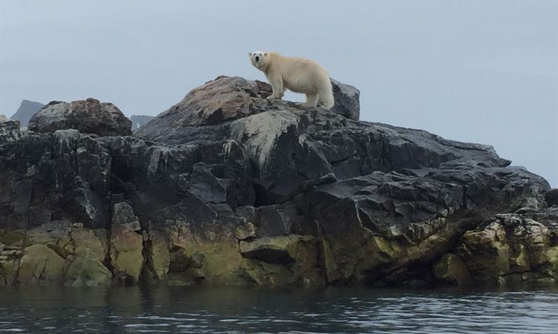 Polar bear from a long distance. Seen through a long tele lens