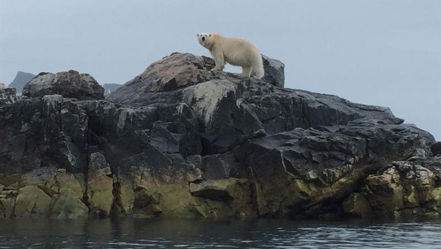 Polar bear from a long distance. Seen through a long tele lens