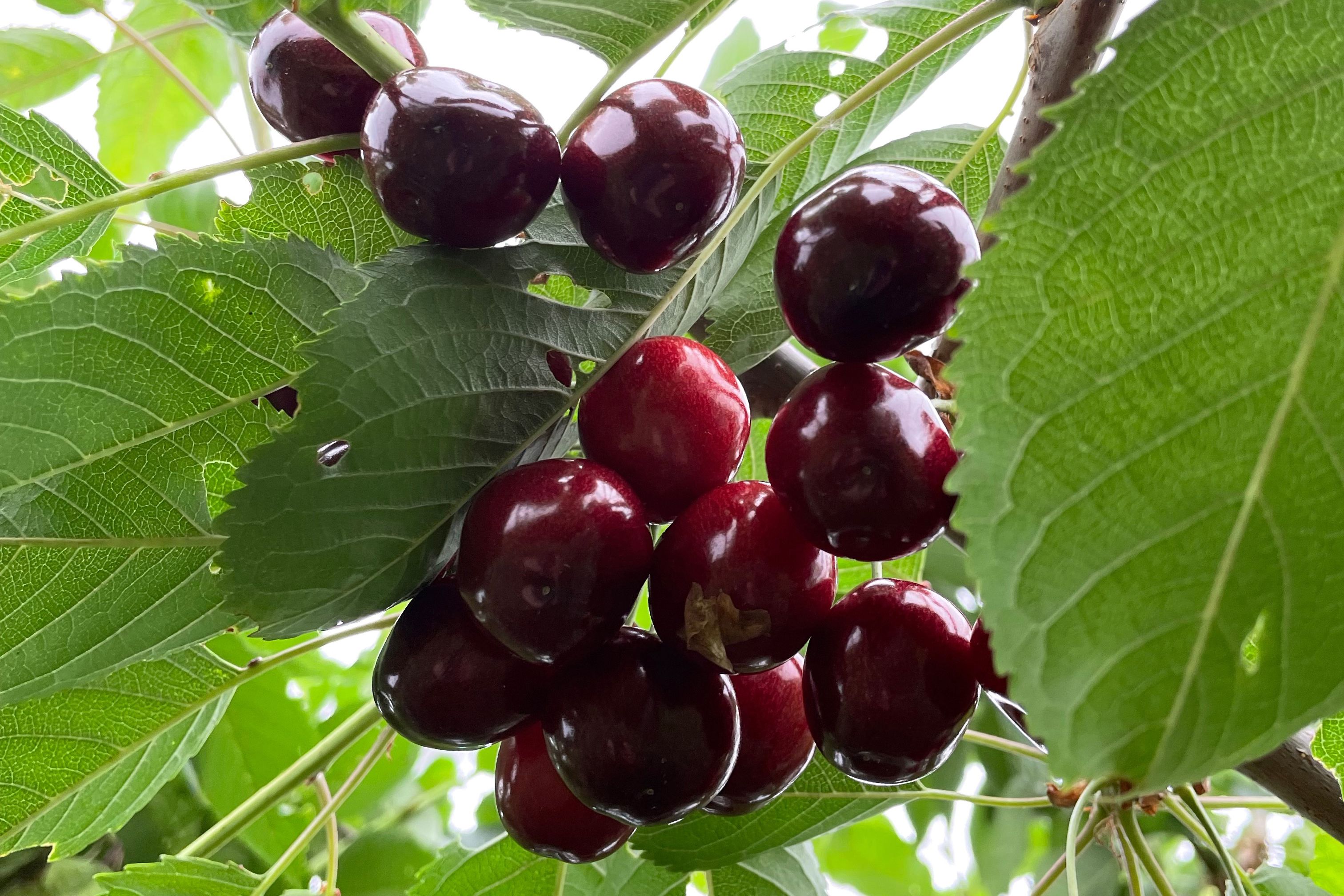 Bugnende frukttrær hos Lingebakken