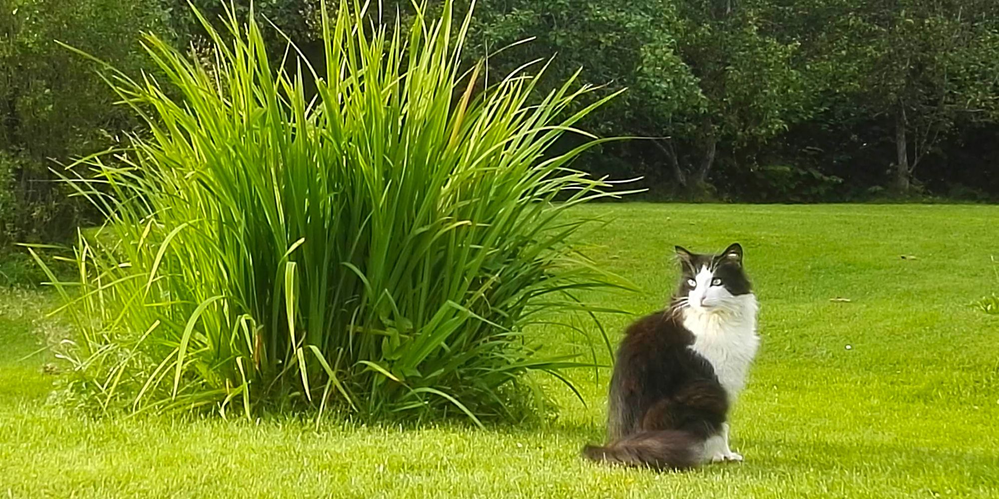 Troset in Levanger Municipality: The farm cat in the garden