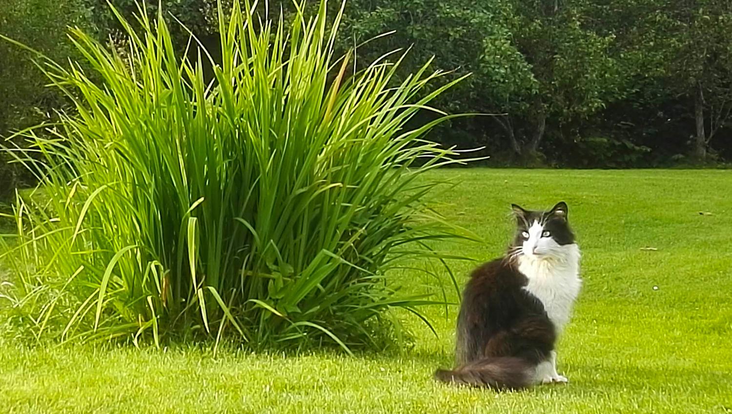 Troset in Levanger Municipality: The farm cat in the garden