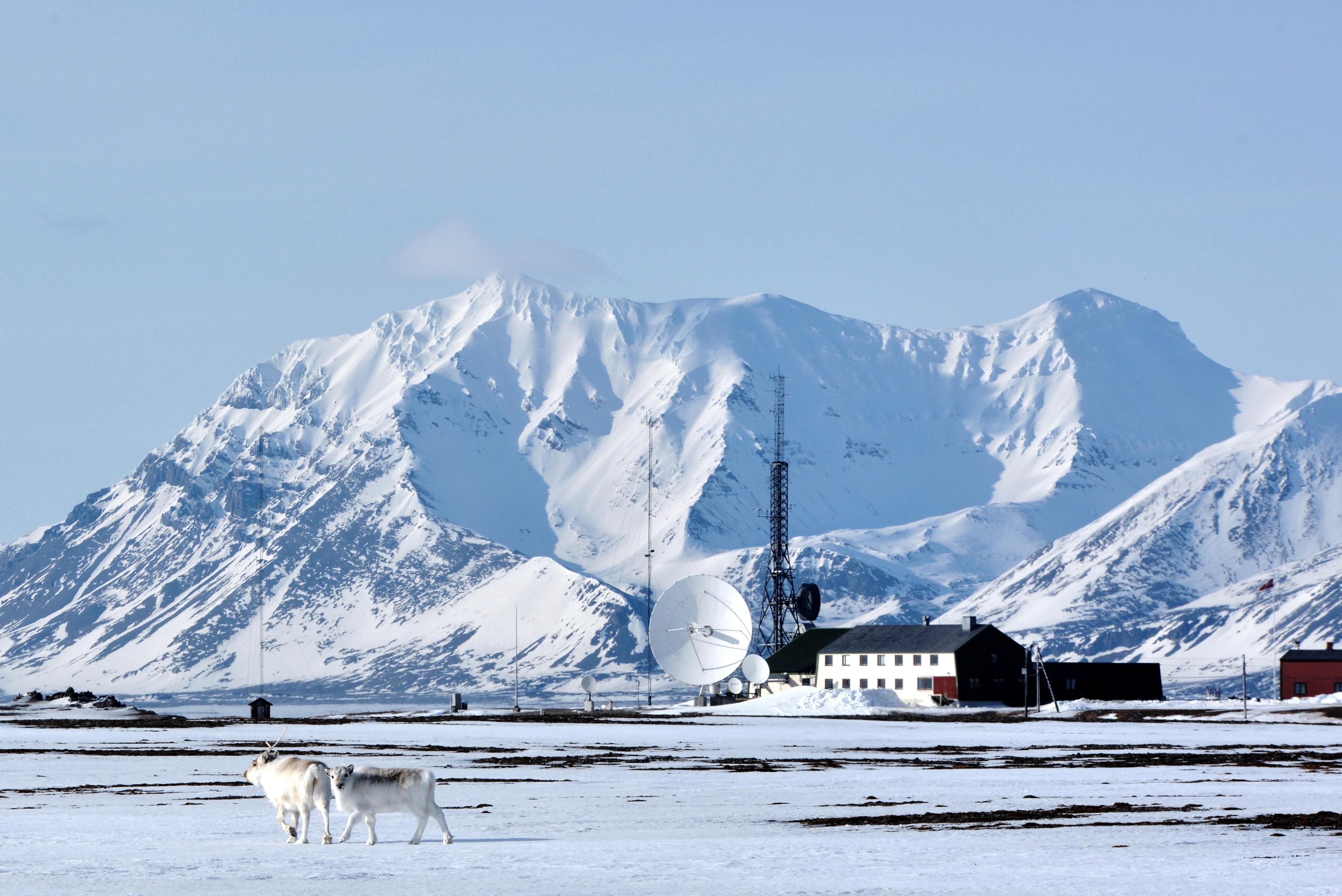 Two Svalbard reindeer walking past in the foreground with Isfjord Radio and snow-covered mountains in the background. 