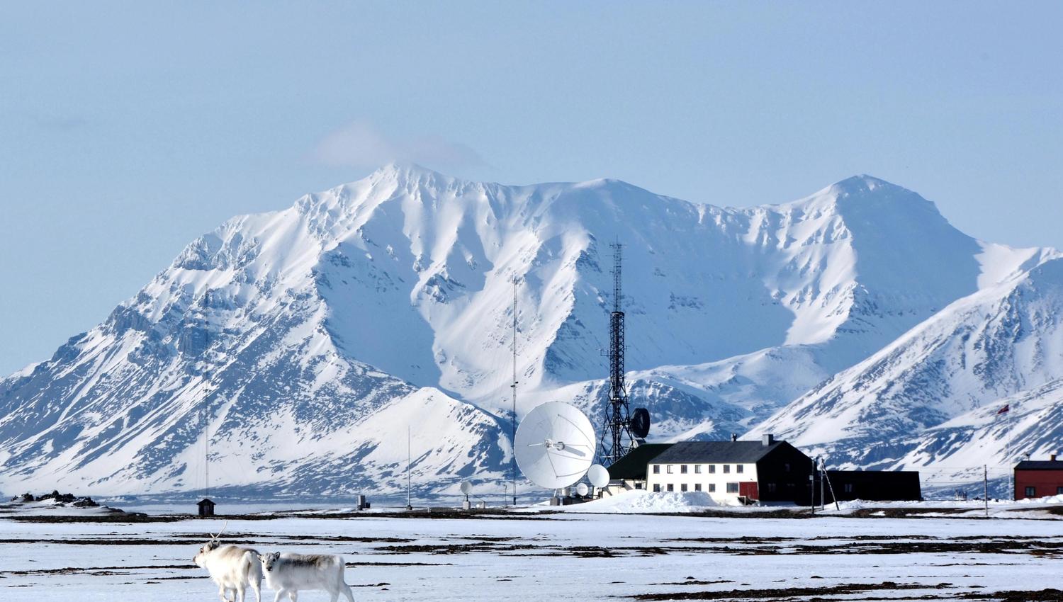 Two Svalbard reindeer walking past in the foreground with Isfjord Radio and snow-covered mountains in the background.