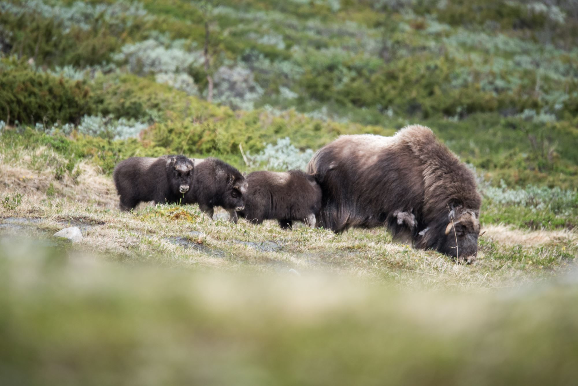 Moskussafari med personlig guide