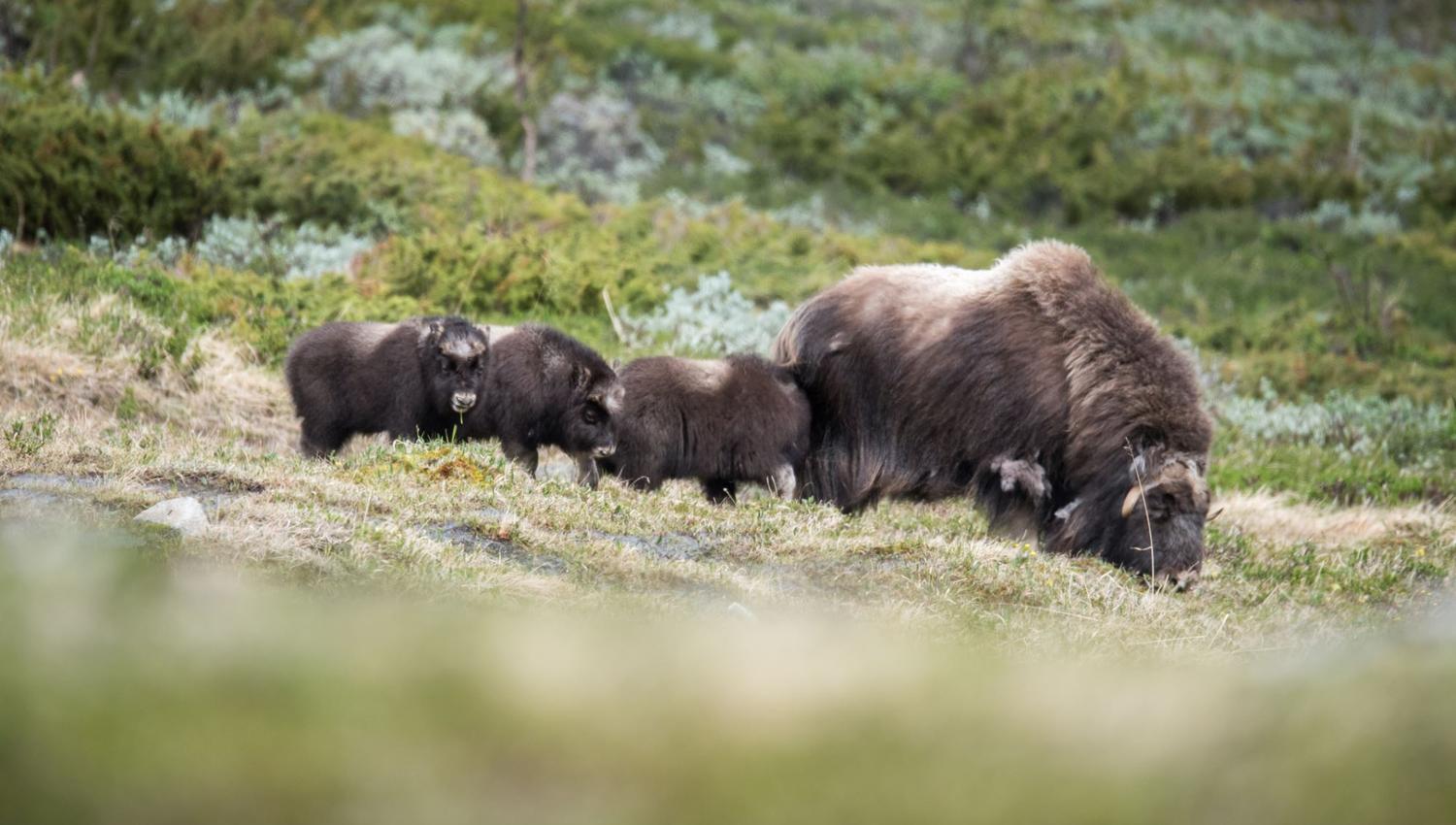 Moskussafari med personlig guide