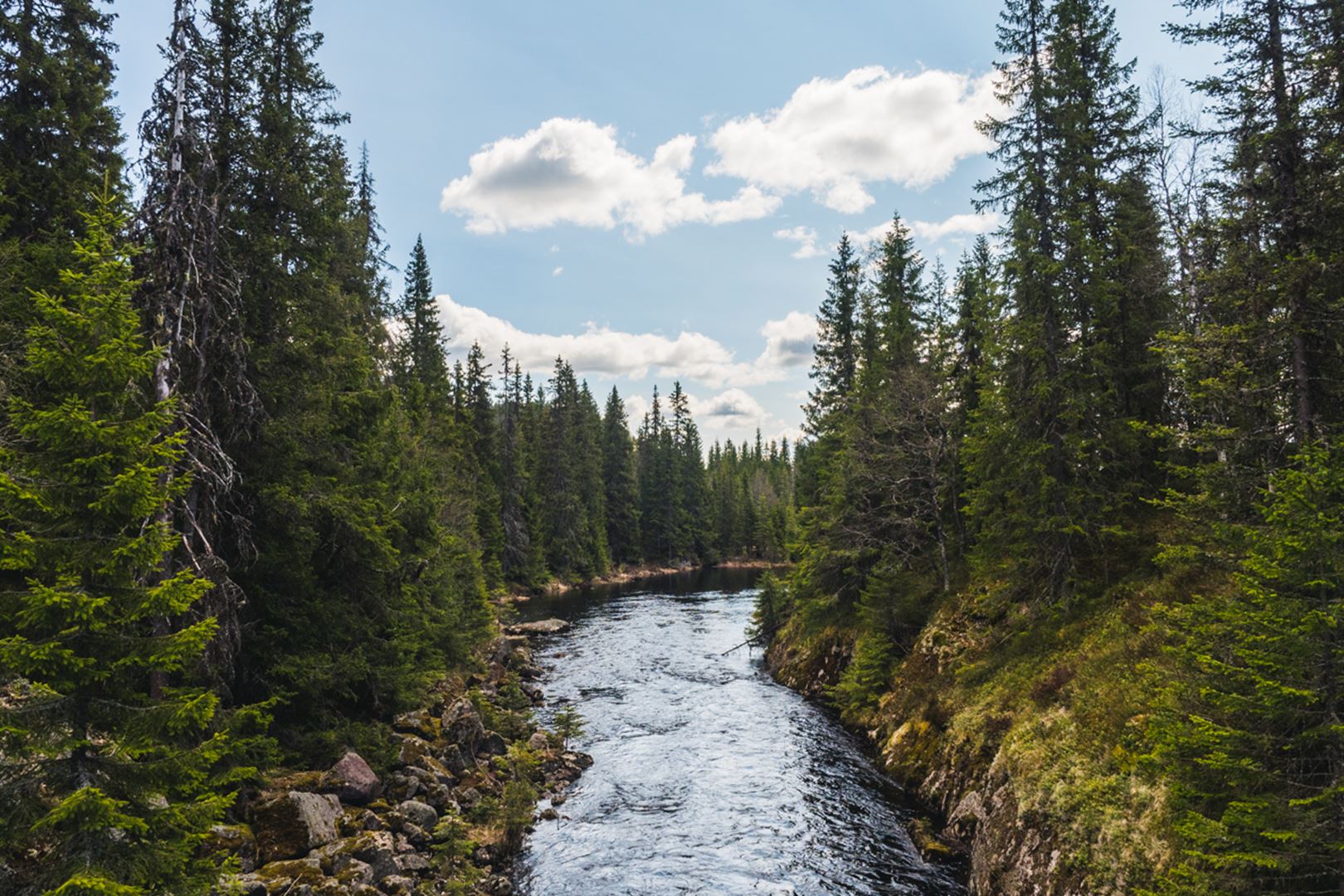 A river that runs through a forest.