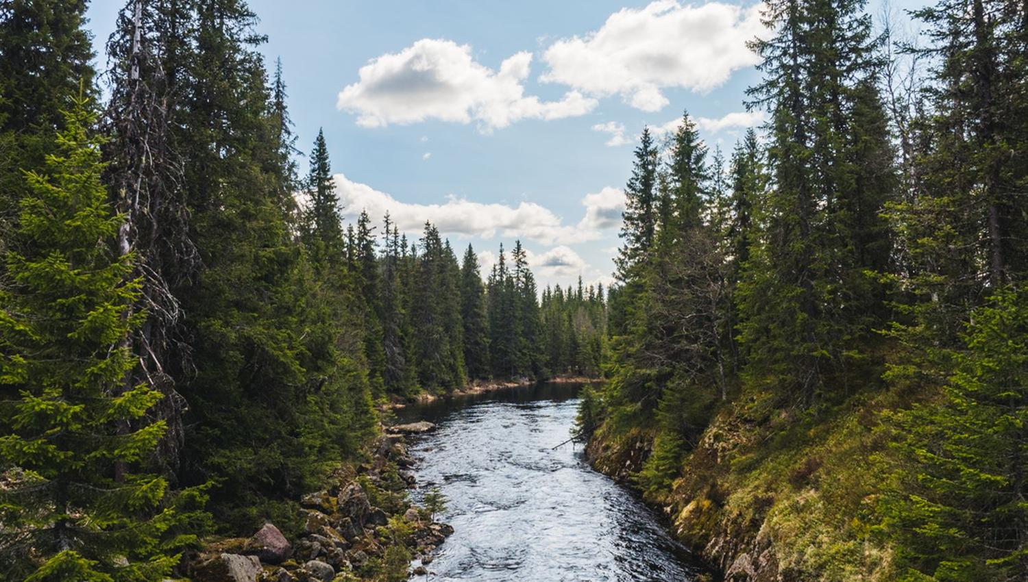 A river that runs through a forest.