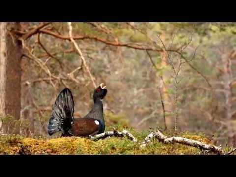 Capercaillie display (tetrao urogallus)